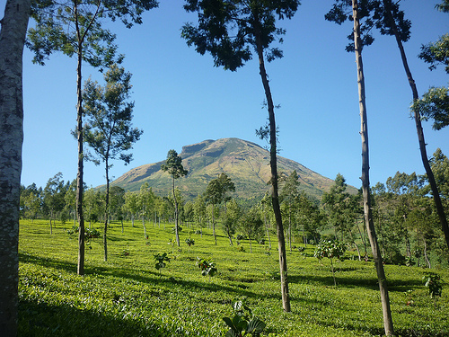  Tempat Wisata di Kabupaten Wonosobo Selain Dieng Plateau 12 Tempat Wisata di Kabupaten Wonosobo Selain Dieng Plateau