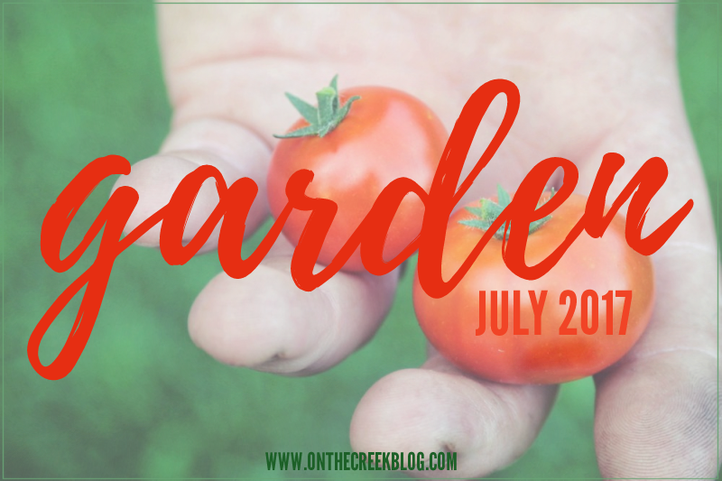 Garden // tomatoes // squash