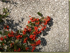 DSCF0625