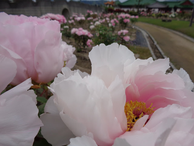 燕趙園の牡丹の花