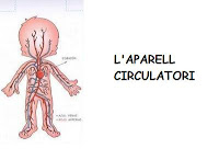 http://www.slideshare.net/lacovadelacova/l-aparell-circulatori