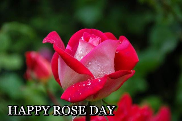 HAPPY ROSE DAY, ROSE DAY, ROSE DAY IMAGES DOWNLOAD