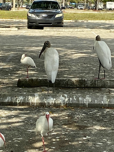 wood storks, ibises, white birds