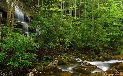 Imágenes verdes multiusos - Multipurpose green pictures