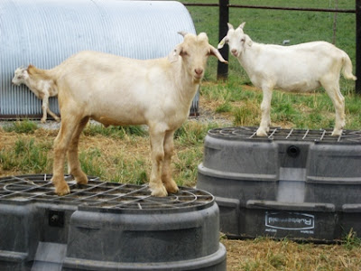 goats standing on troughs