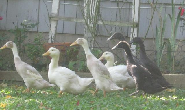 Feeding Ducks