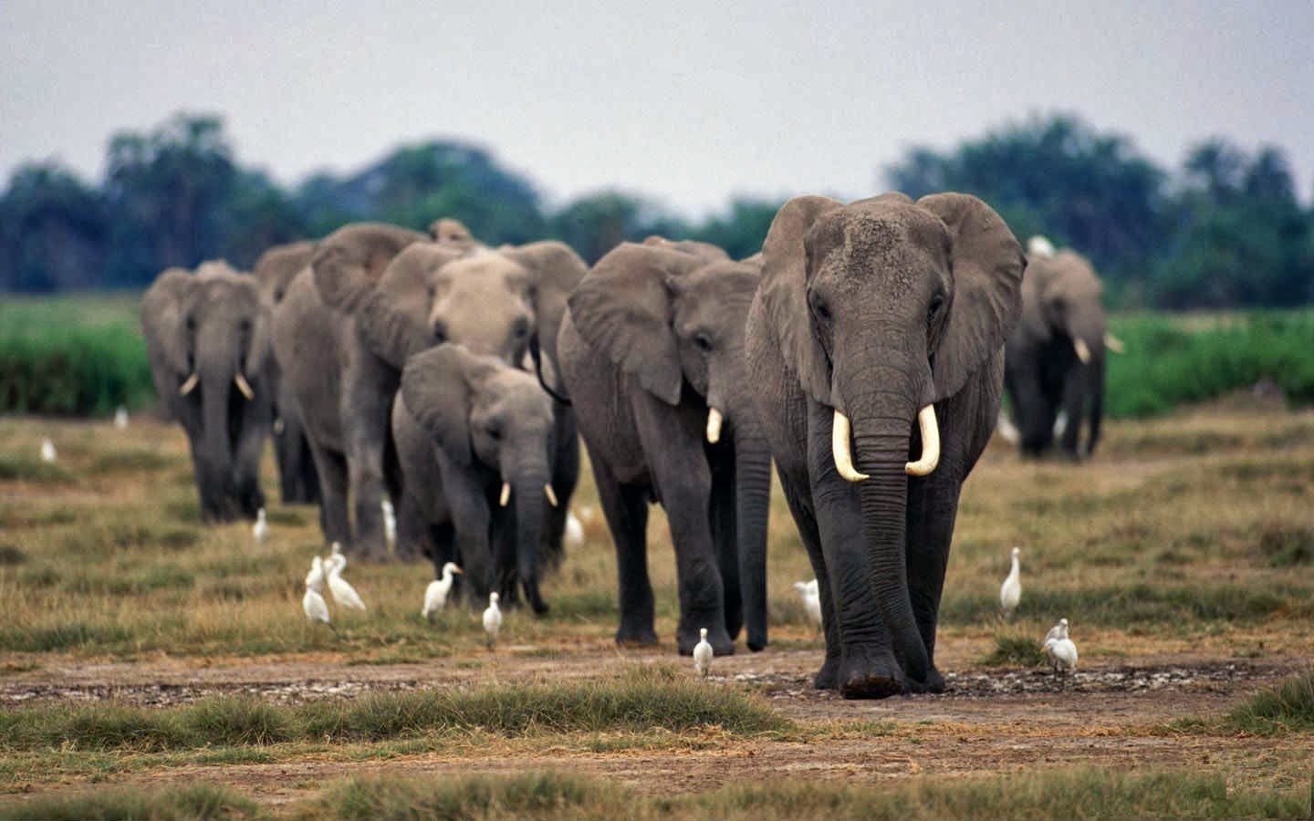 African Bush Elephant Images
