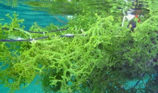  Jika Anda tau rumput bahari bahwasanya yaitu gulma bahari Inilah Manfaat Rumput Laut untuk Kecantikan dan Kesehatan