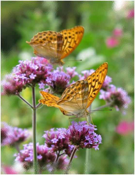 papillons_moyen_nacré