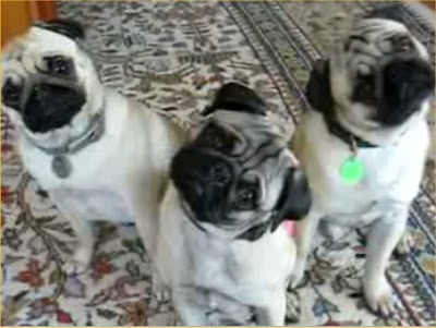 Pug Top Dog Breeds