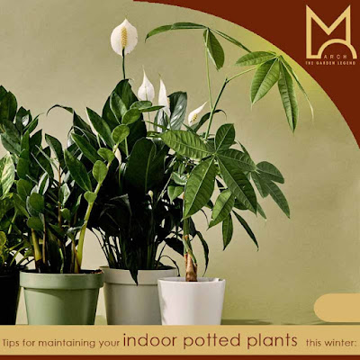  indoor potted plants