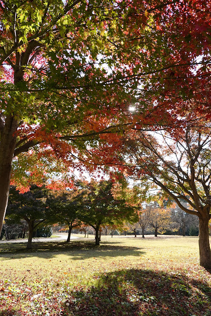 鳥取県西伯郡南部町鶴田 とっとり花回廊 桜の広場