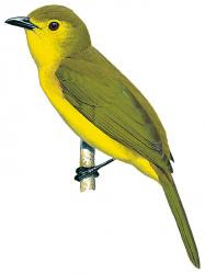 Yellow-browed Bulbul