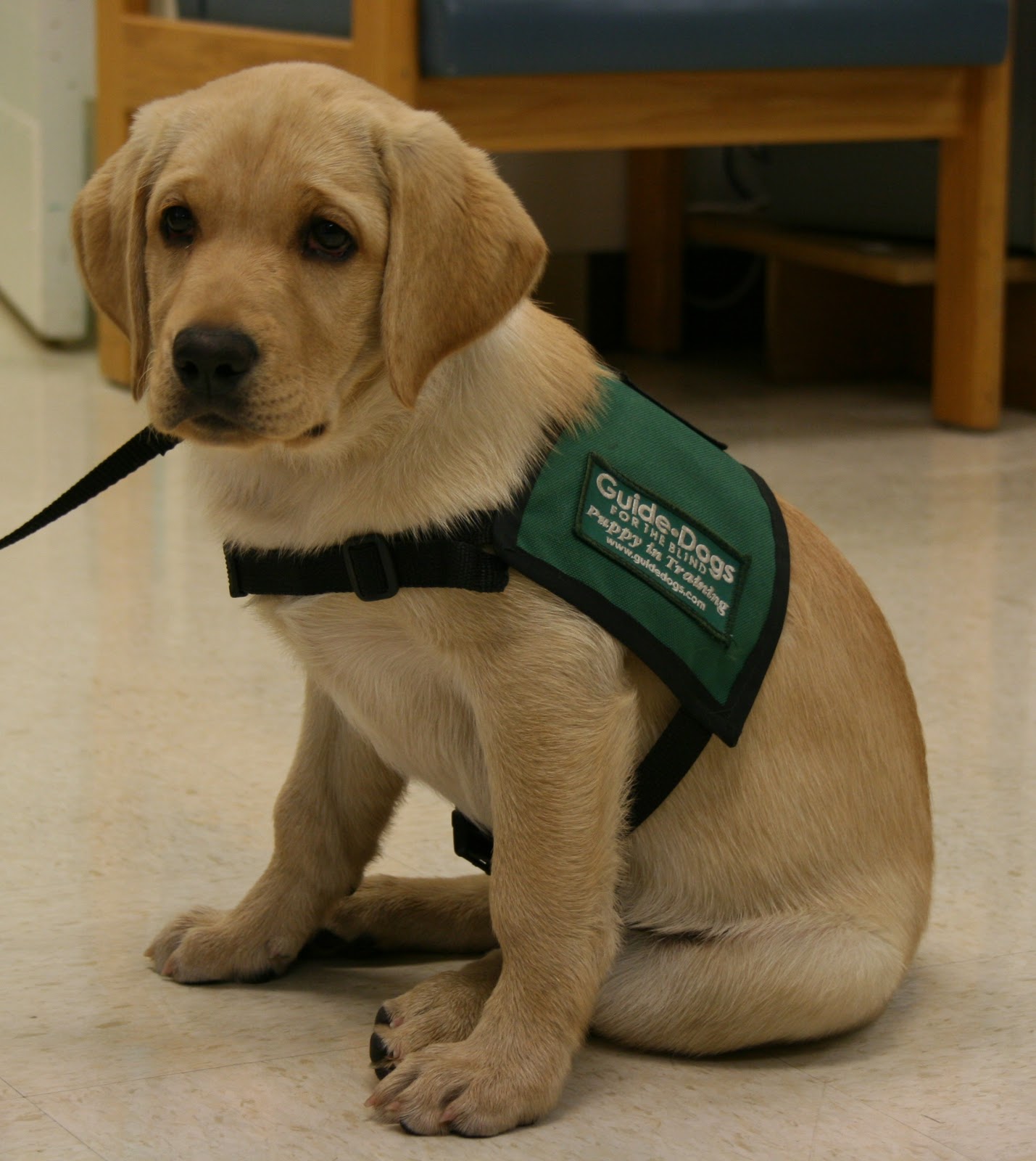Western Blind Rehabilitation Center: WBRC Welcomes New Guide Dog Puppy ...