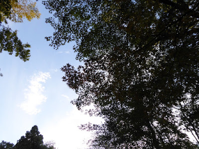 花博記念公園鶴見緑地　もみじ