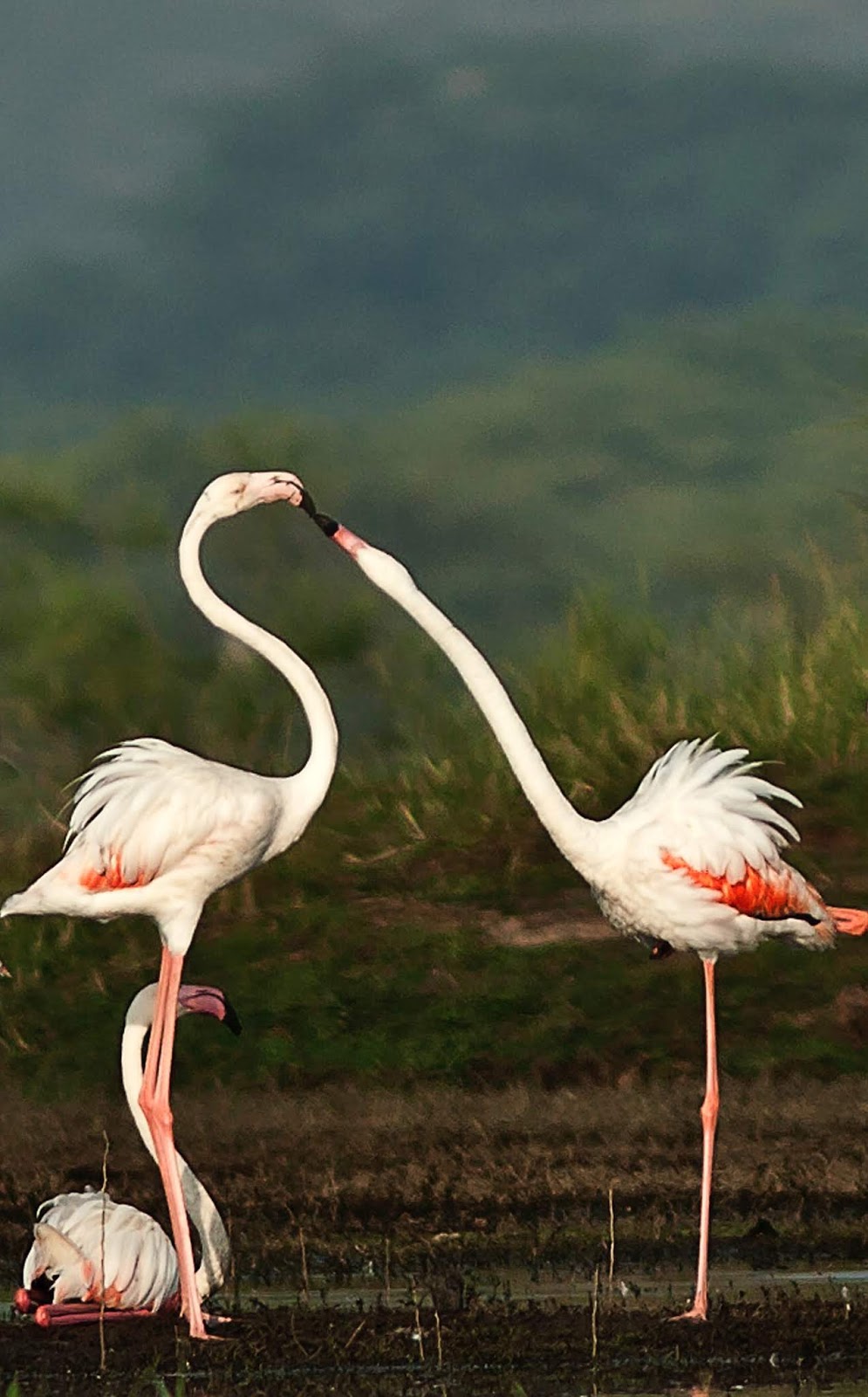 Flamingos in love.