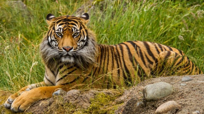  Gambar  Harimau  Sumatera  Terbaru gambarcoloring