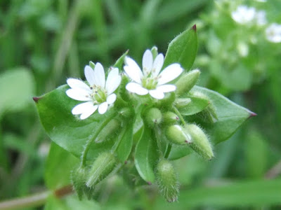 雑草 花 502553-雑草 花 青