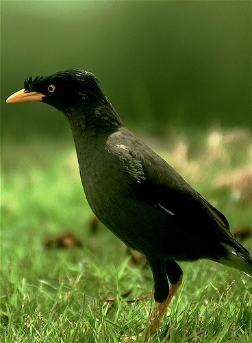 Wallpaper Jalak Kebo : Beberapa Jenis Burung Kerak Yang ...