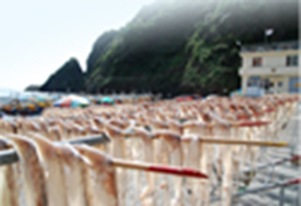 Ulleung squids