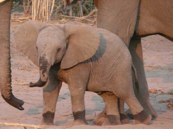 adorable_animal_baby_11