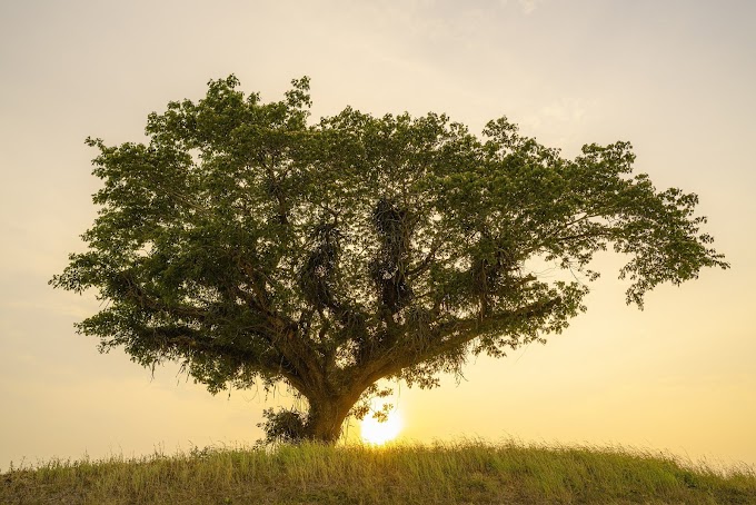 একলা পাখি