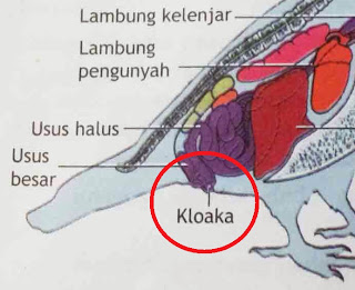 Mengapa zat ekskresi burung yang dikeluarkan melalui kloaka berwarna putih kekuningan dan cair?