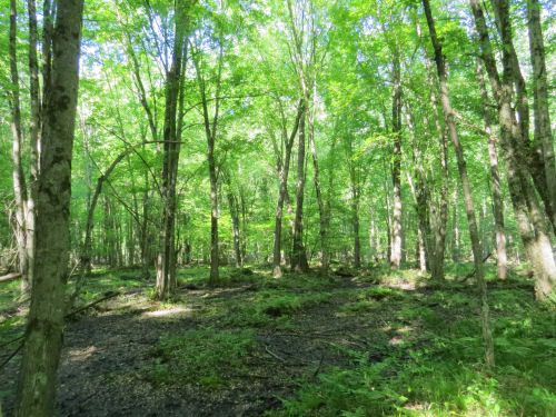 bottomland hardwood swamp