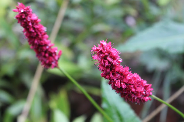 Close-up of Persicaria 'Fat Domino'