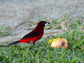 Tangara à dos rouge - Ramphocelus dimidiatus 