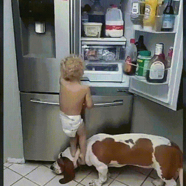 Teamwork beim Essen holen Baby klettert auf Hund um an den Kuehlschrank zu kommen Spassbilder Haushalt Küche, Kühlschrank, Lustige Geschichte, Lustiges über das Leben