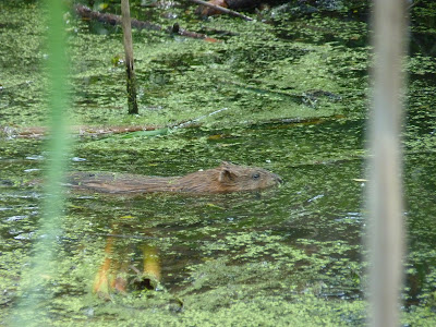 muskrat