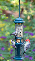 Feeding Birds Peanuts