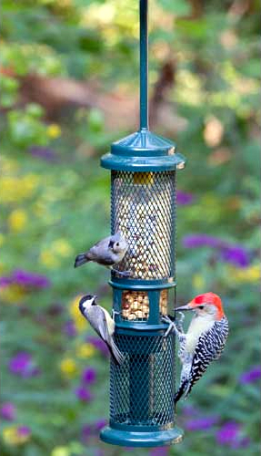 Feeding Birds Peanuts