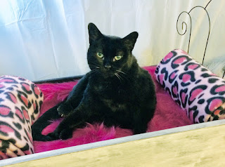 cat in cat drawer day bed