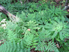 Northern Maidenhair Fern