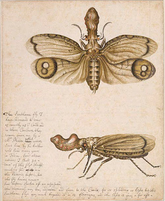 Two views of a Lanthorne fly