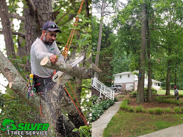 Tree Trimming Costs Marietta