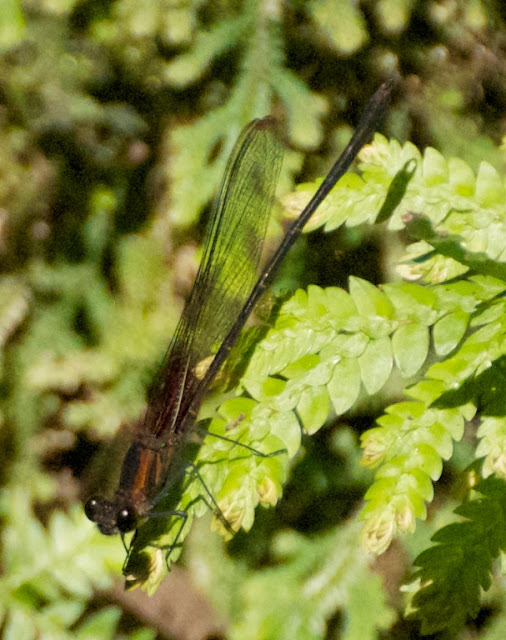 Hetaerina cruentata