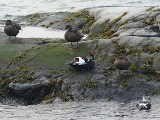 Eider à duvet - Somateria mollissima