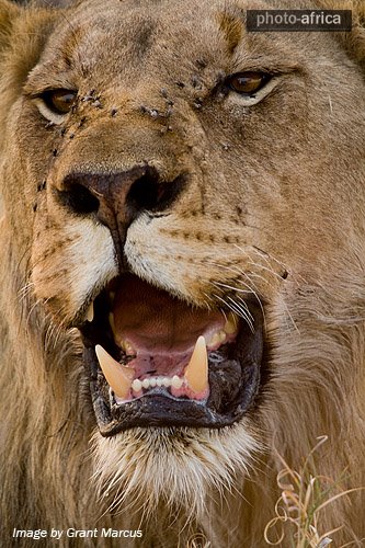 african lion face. Image 1 - Lion Face by Grant