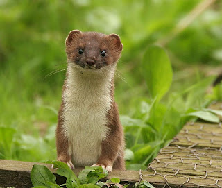 stoat