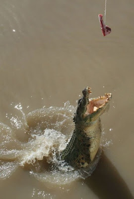 How To Feed Crocodiles