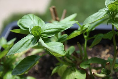 Balcony garden basil