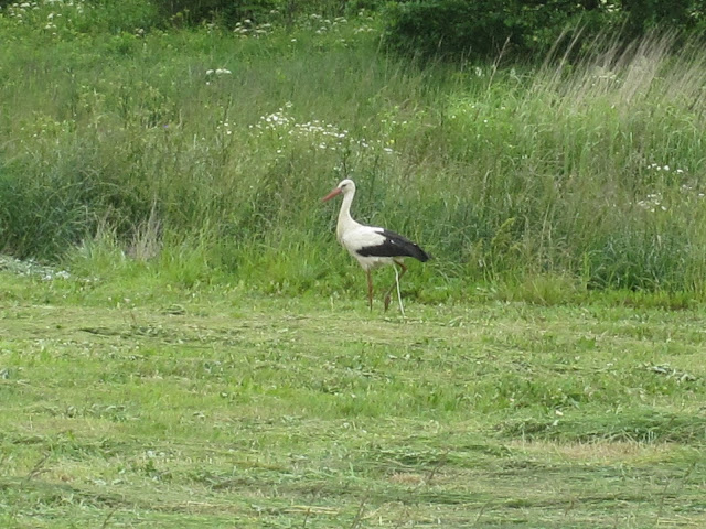 Crapping stork