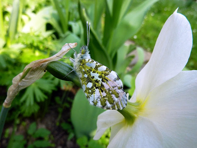 Anthocharis cardamines, Aurorafalter