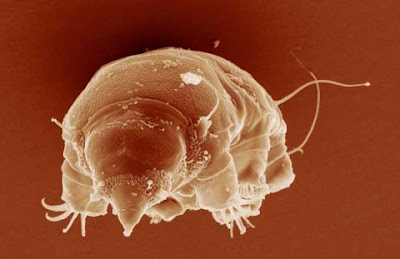 史上「最強不死生物」水熊蟲（tardigrade）