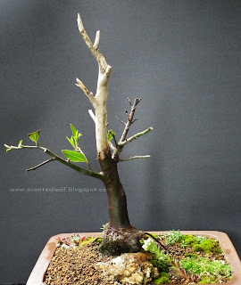  Bay Laurel bonsai (Laurus Nobilis) with jin