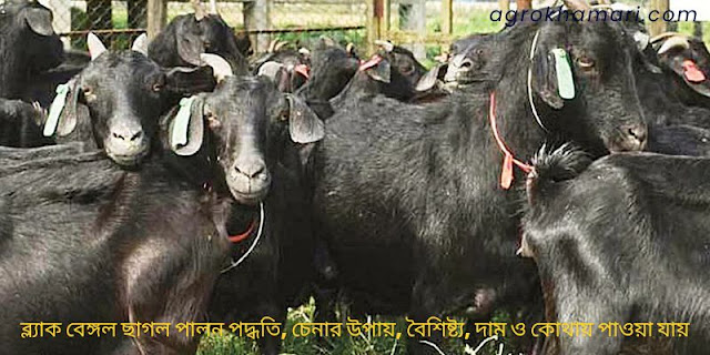 ব্ল্যাক বেঙ্গল ছাগলের ছবি