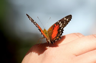 Butterfly Facts in Hindi